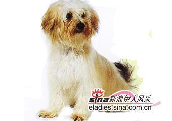 狮子犬/约克犬图册_360百科