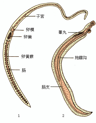 血吸虫照片图片