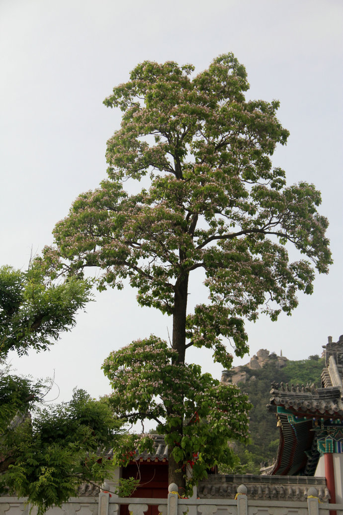 楸树图册_360百科