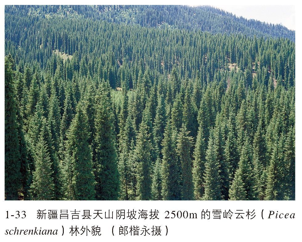 寒温性针叶林图册_360百科