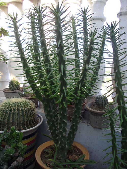 将军柱(仙人掌科植物)_360百科