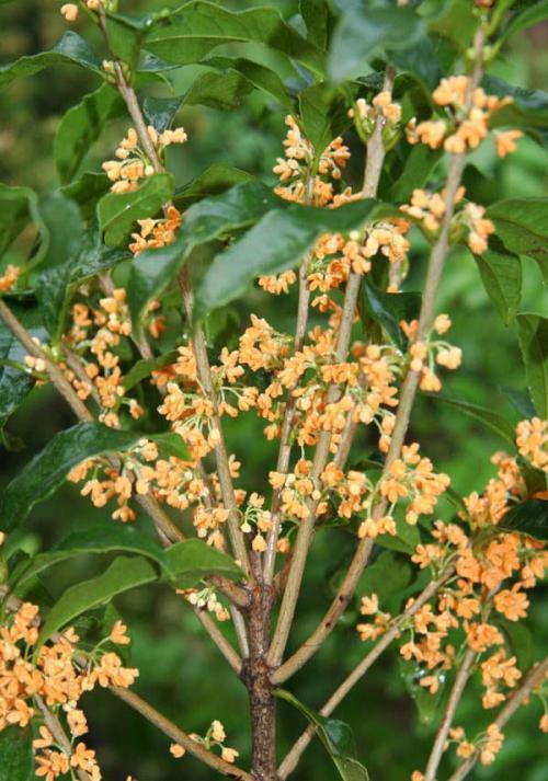 安桂图册_360百科