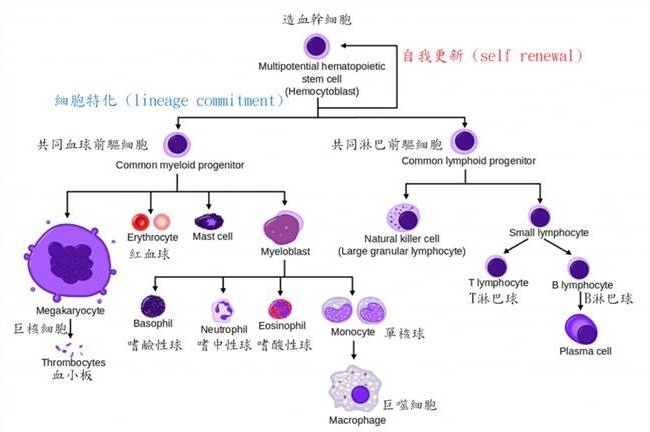细胞的分化图册_360百科