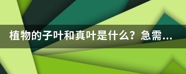 子叶和真叶的两个区别图片