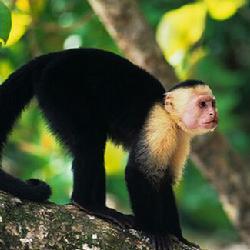 阔鼻小目图册_360百科