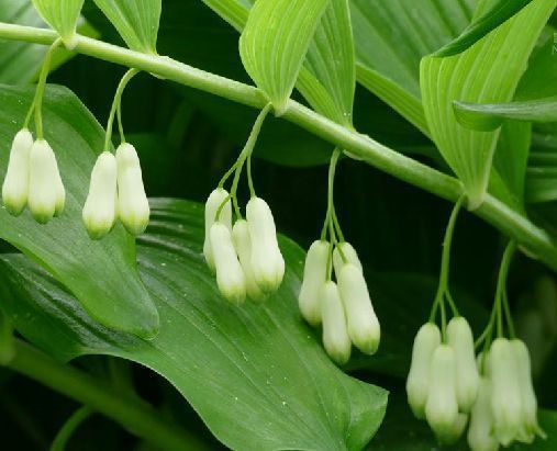 多花黄精图册_360百科