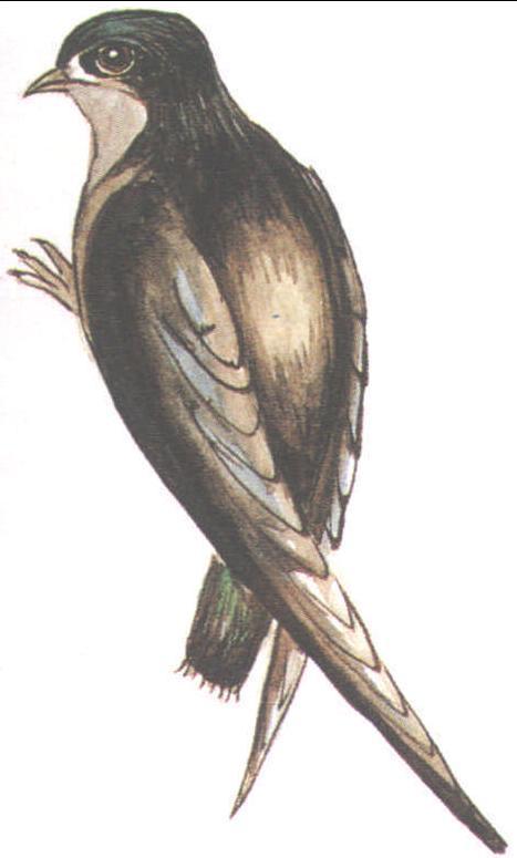 无需会员畅享实时对决