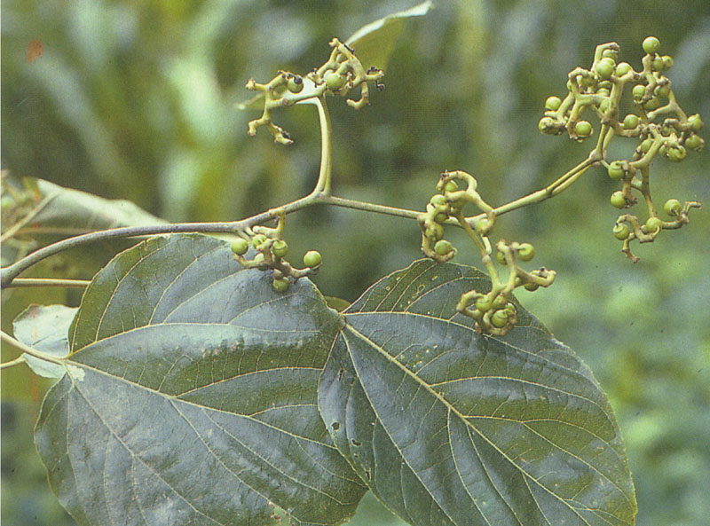 拐枣_360百科