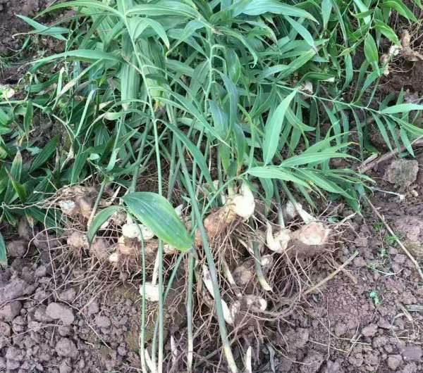 黄精图册_360百科