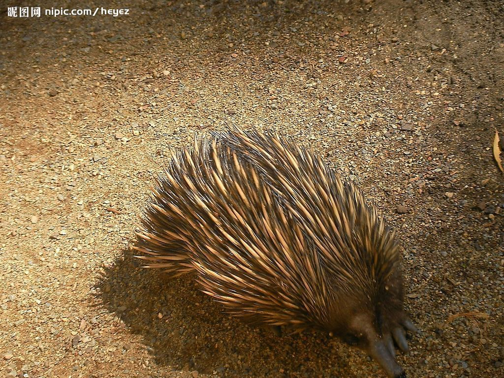 刺猬怎么养殖技术,刺猬怎么养殖技术视频