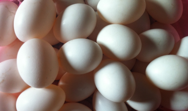 无精蛋和有精蛋的区别_360问答