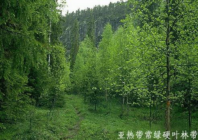 硬叶林图册_360百科