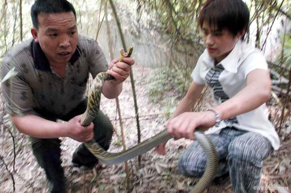 梦境解析，为何会梦到别人抓蛇？
