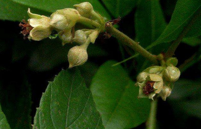 蛇泡筋图册_360百科