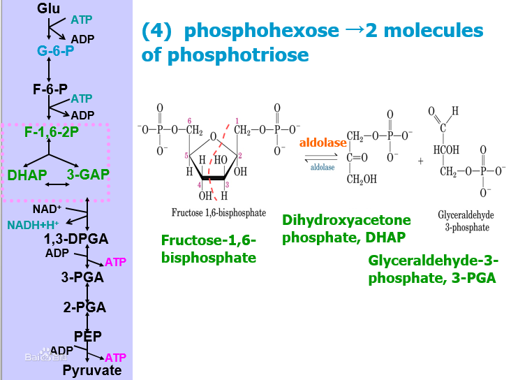 糖酵解图册_360百科