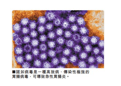 诺如病毒图册_360百科