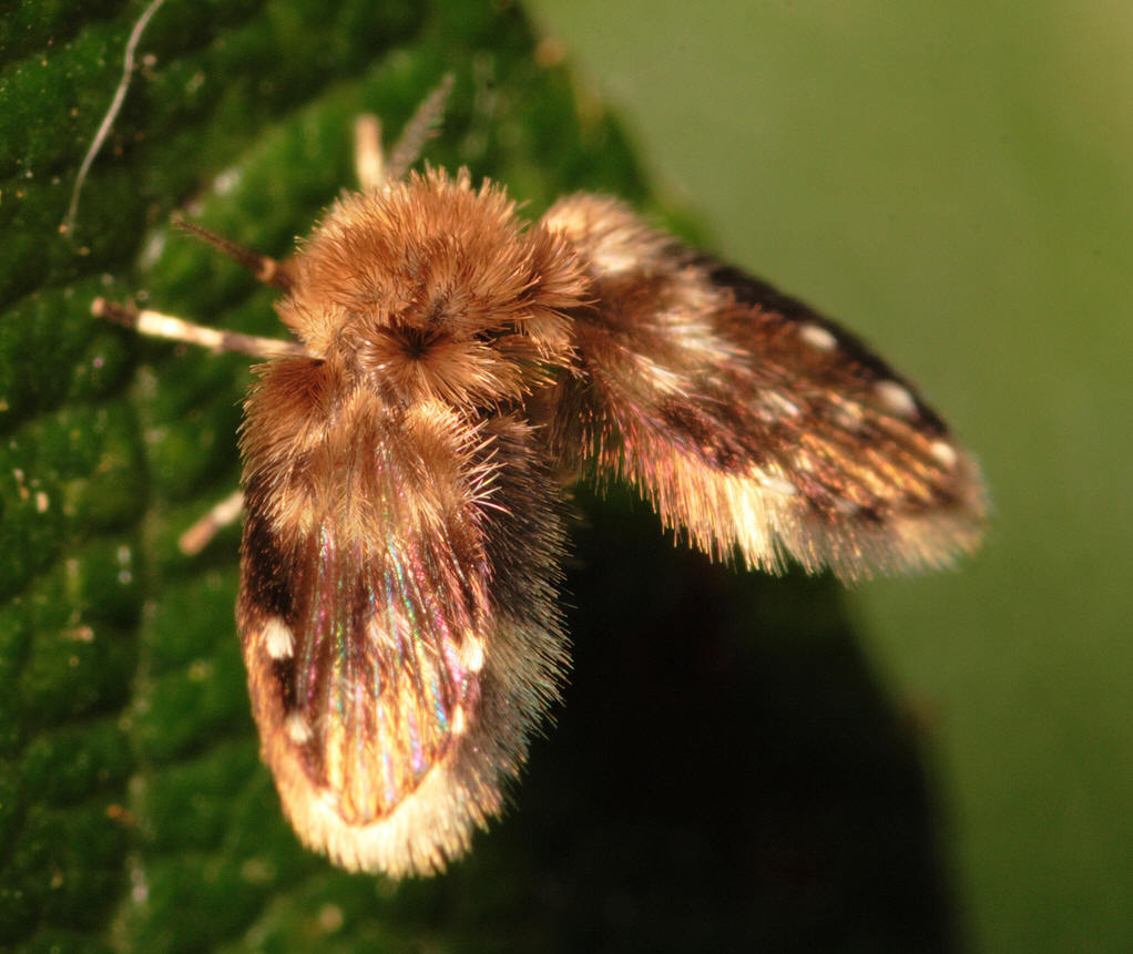 毛蠓科图册_360百科