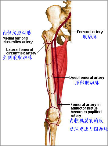 儿童股动脉位置图片图片