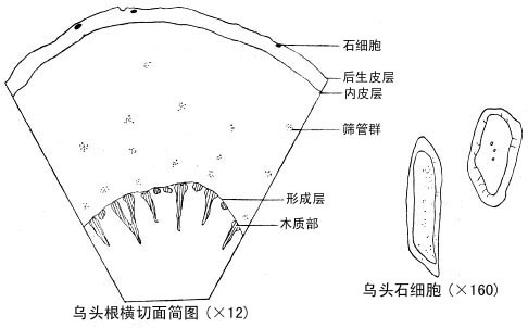 生草乌图册_360百科