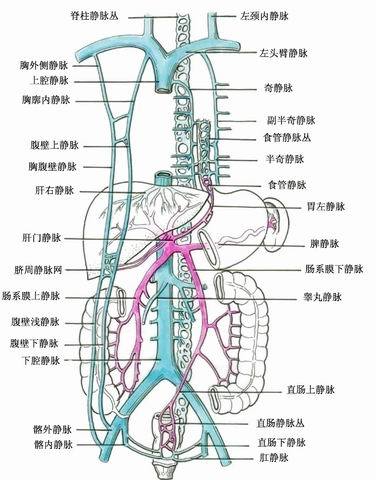 肝门静脉系图册_360百科