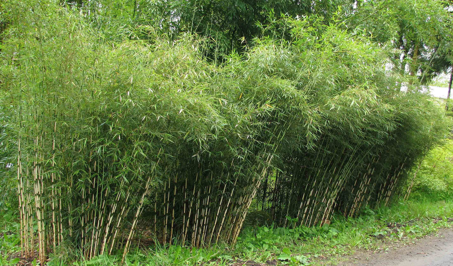 箭竹图册_360百科