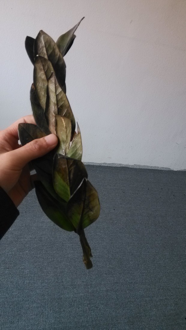 金钱树的叶子开始发黑