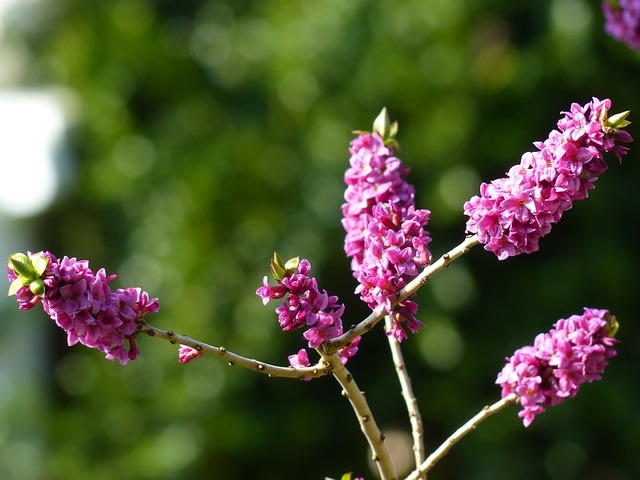 daphne-360