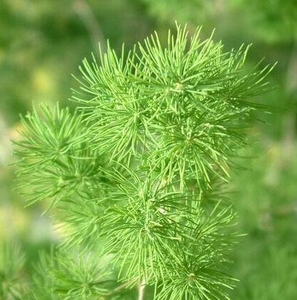 天冬草图册_360百科