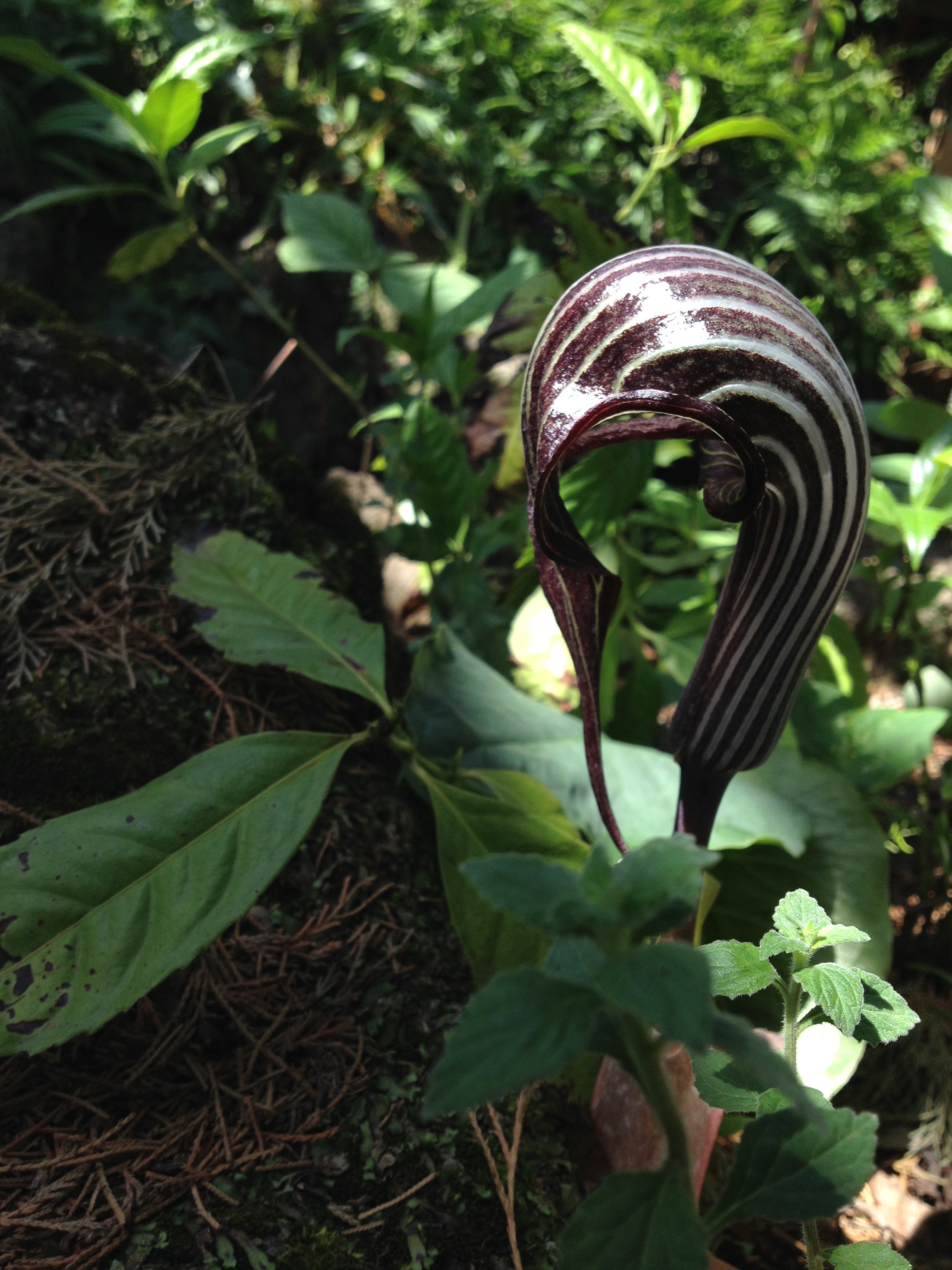 象头花图册_360百科