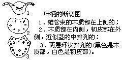 叶柄图册_360百科