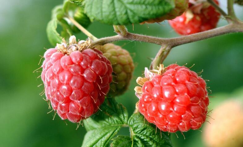 东南悬钩子图册_360百科