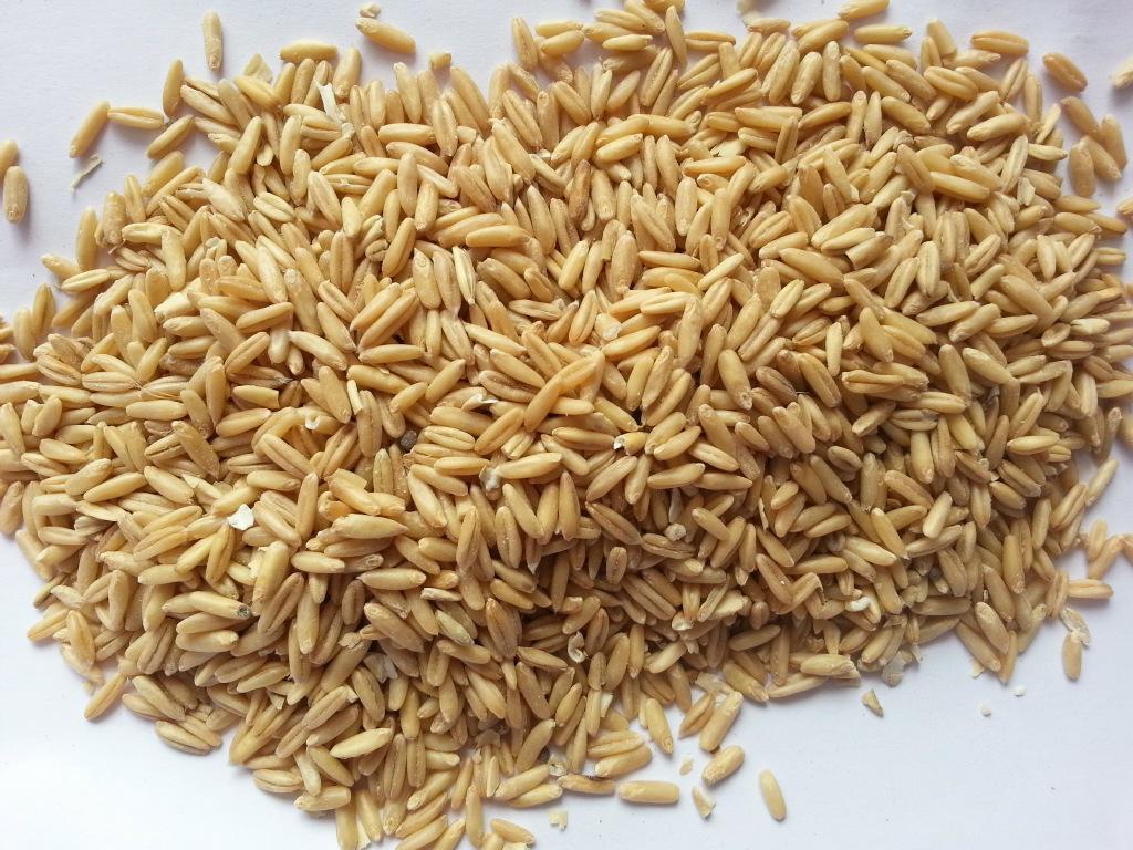 前沿丨作物遗传与种质创新国家重点实验室小麦遗传育种创新团队克隆新疆小麦基因