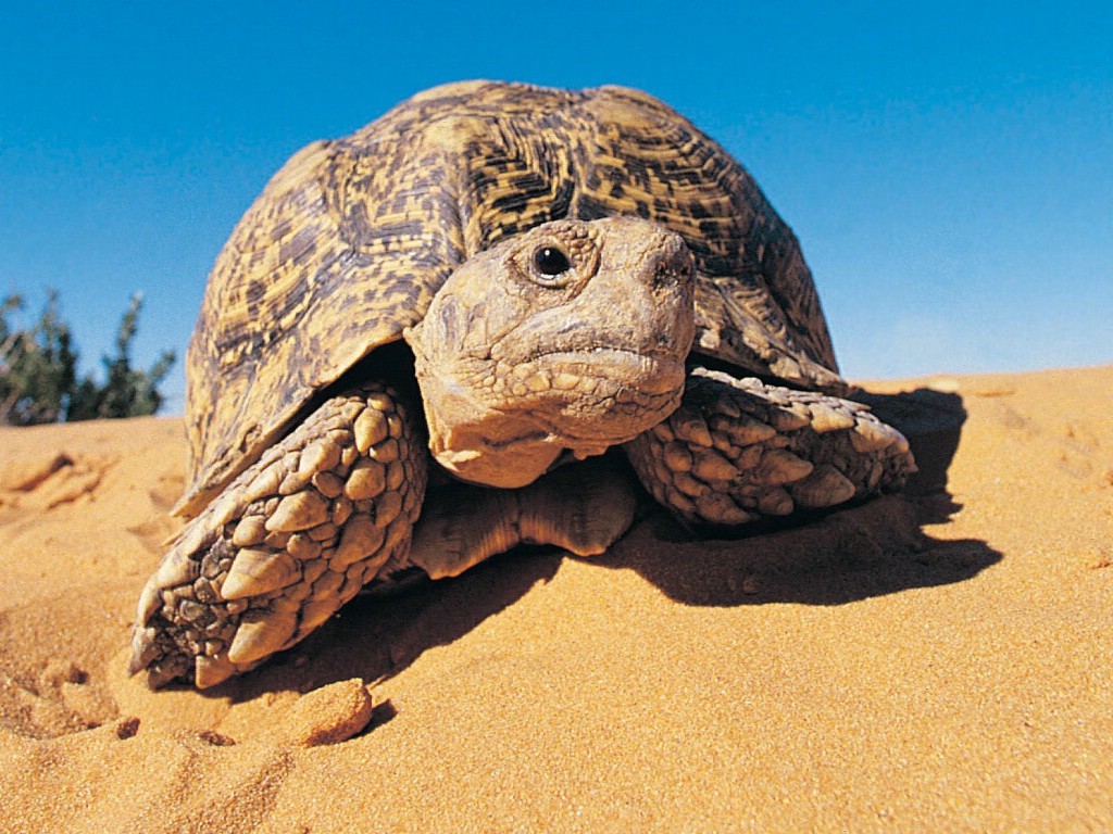 西非侧颈龟如何养？ - 知乎
