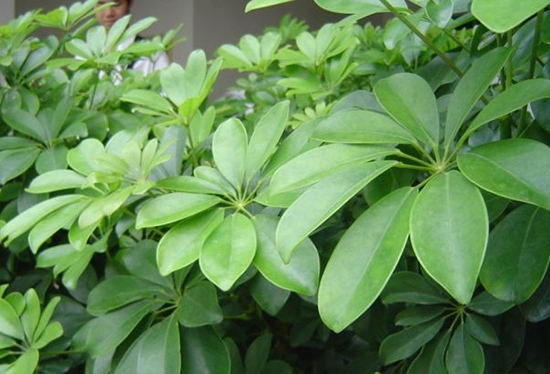 龙爪叶图册_360百科