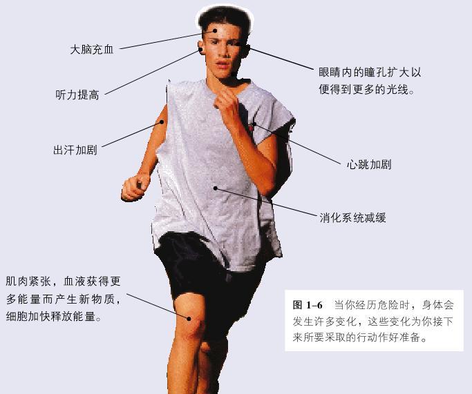战斗或逃跑反应_360百科