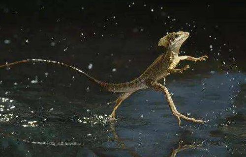 世界上存在可以在水上奔跑的蜥蜴正确吗?