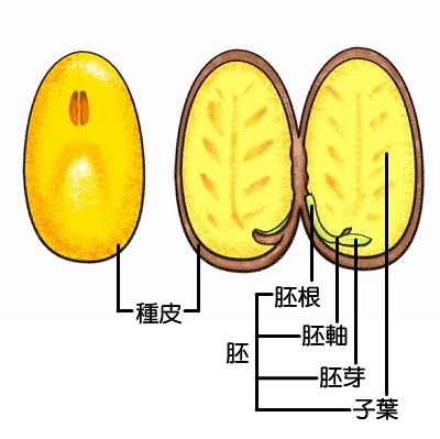 胚乳图册_360百科