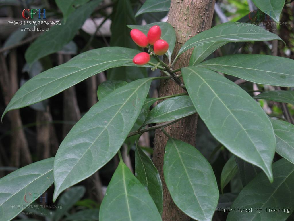 马比木图册_360百科