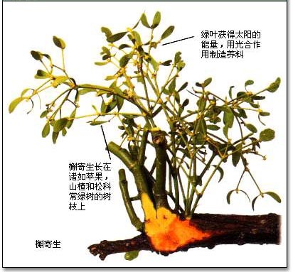 寄生树图册_360百科