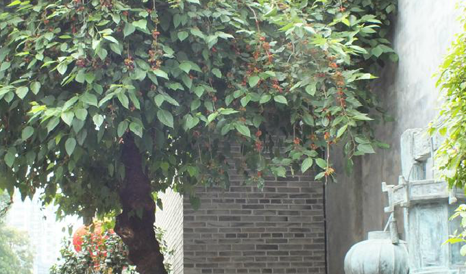 桑枝图册_360百科