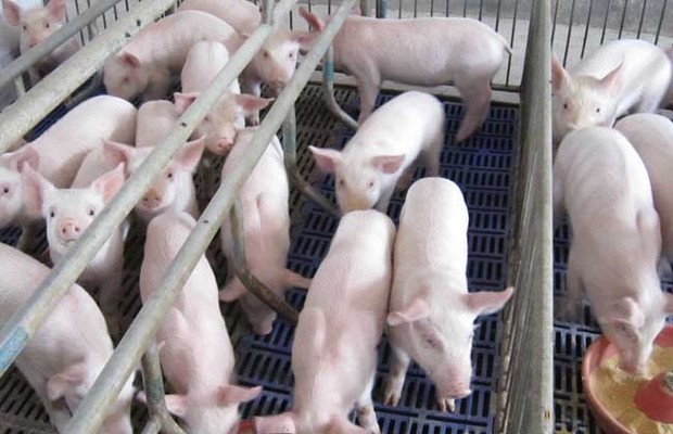 母猪各阶段饲料配方(图1)