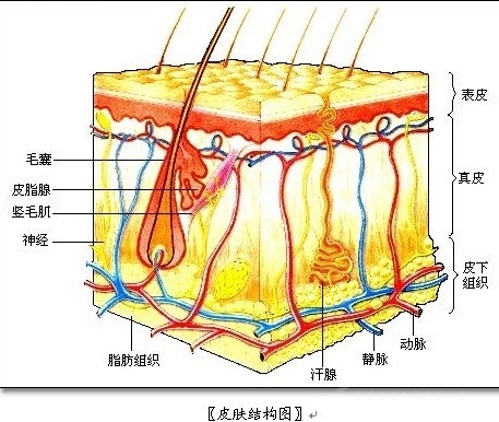 皮肤表皮细胞图册_360百科