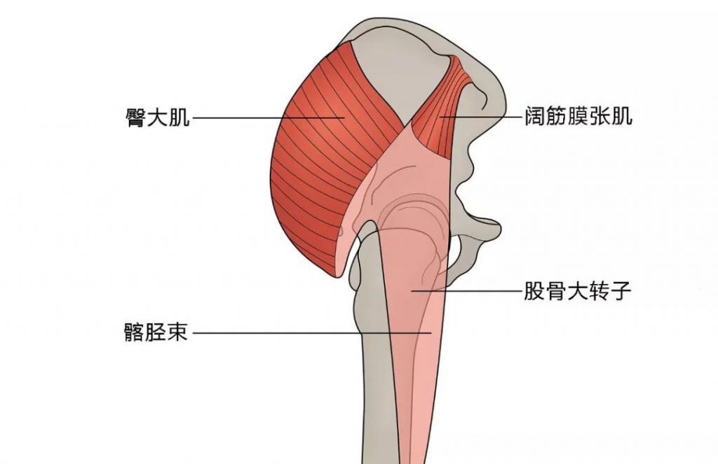 髂前上棘图册_360百科