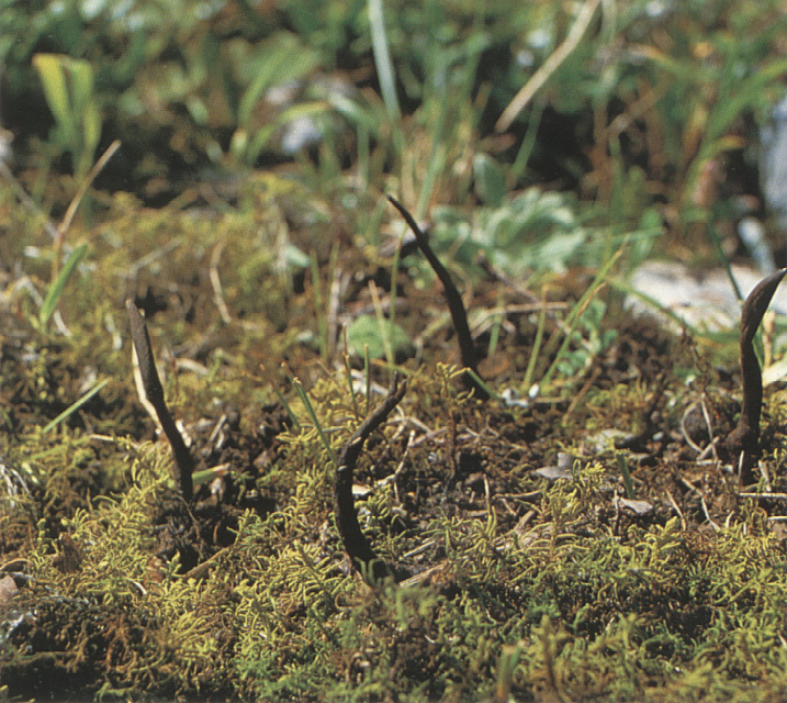 子座图册_360百科