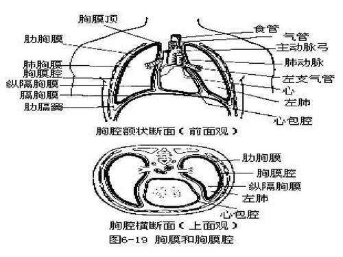 关于膈的描述,正确的是什么？