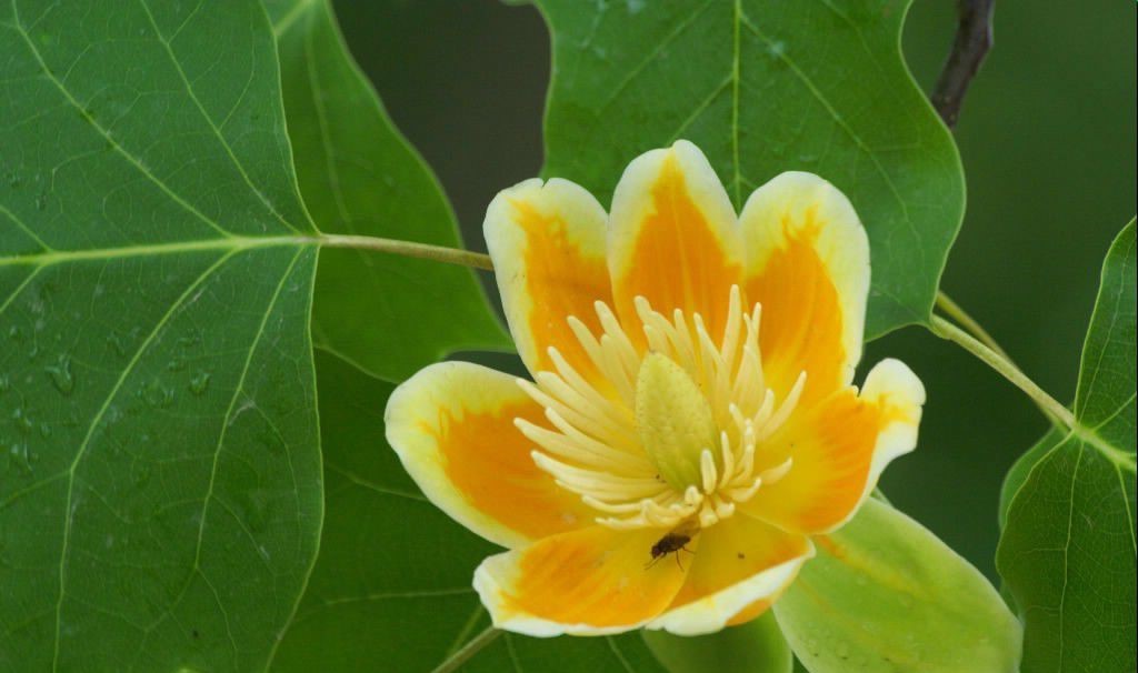 鹅掌楸图册_360百科