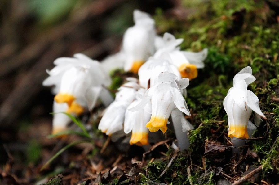 腐生植物图册_360百科