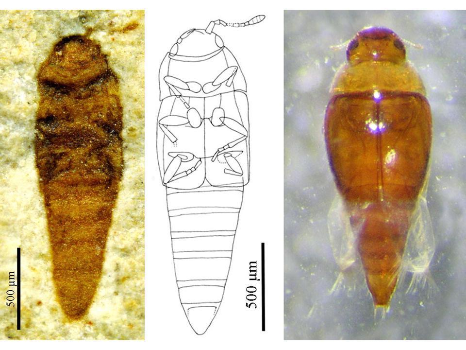 Hydroscapha 藻食亚目图册_360百科