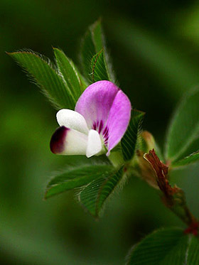 鸳鸯草图册_360百科
