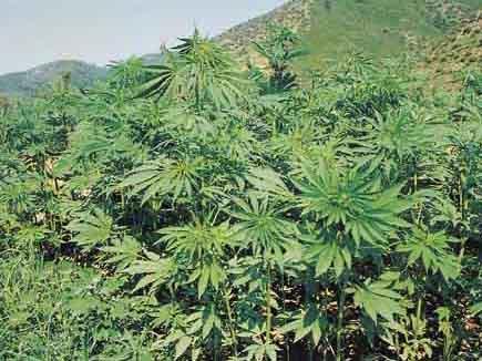 麻皮树图册_360百科